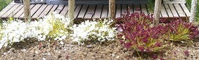 Bachmann 6mm Tufts White/Burgundy (100)