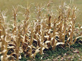 Bachmann Dried Corn Stalks 30pk