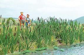 Busch Cattails Kit pkg(60) Busch Cattails Kit pkg(60)