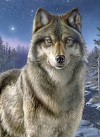 Colart Night Watch/Wolf Acrylic Paint by Number 9''x12'' (Replaces #78023) Colart Night Watch/Wolf Acrylic Paint by Number 9''x12'' (Replaces #78023)