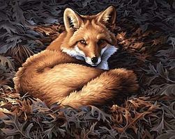 Dimensions Sunlit Fox Paint By Number Kit #91380 Dimensions Sunlit Fox Paint By Number Kit #91380