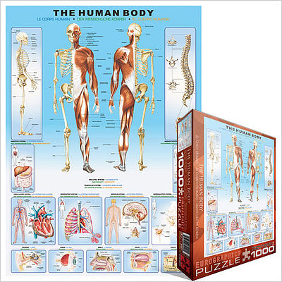 EuroGraphics The Human Body with Systems & Senses (1000pc) Jigsaw Puzzle 600-1000 Piece #61000