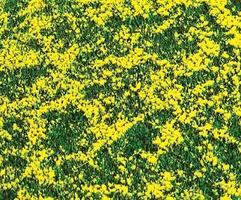 Faller Rapeseed Field Ground Cover Model Railroad Grass #180463