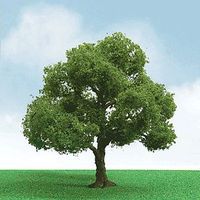 JTT Elder Tree O Scale Model Railroad Tree #92404 JTT Elder Tree O Scale Model Railroad Tree #92404