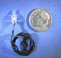 Labelle Pepper bulb 3v clear 3/ (3) Labelle Pepper bulb 3v clear 3/ (3)