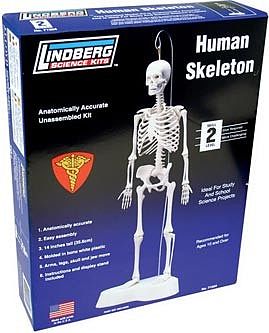 Lindberg 14 Tall Human Skeleton
