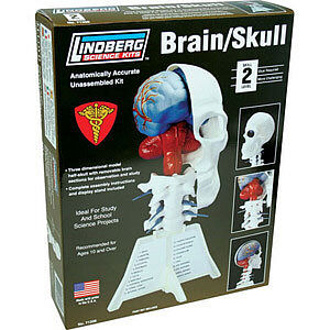 Lindberg BRAIN/SKULL HALF
