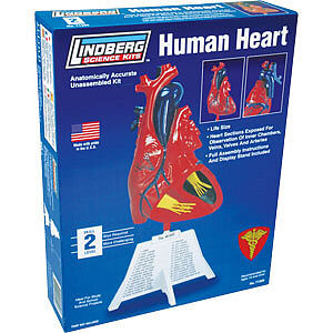 Lindberg 1/1 Human Heart