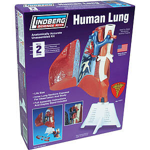 Lindberg Human Lung