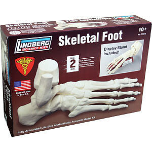 Lindberg SKELETAL FOOT 1-1