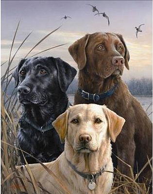 Plaid Paint By Numbers Proud labs (3 Dogs) (16''x20'') -- Paint By Number Kit -- #21759