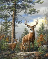 Standing Proud (Deer/Forest Scene)(20''x16'') Paint By Number Kit #22083