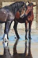 Plaid Reflections (Two Horses)(16''x20'') Paint By Number Kit #26744 Plaid Reflections (Two Horses)(16''x20'') Paint By Number Kit #26744