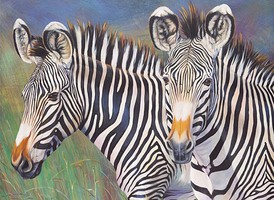 Royal-Brush Zebras Paint by Number Age 8+ (11.25''x15.375'')