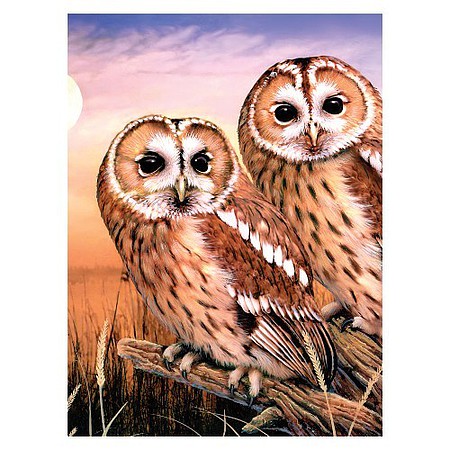 Royal-Brush Tawny Owls Paint by Number Age 8+ (8.75x11.75)