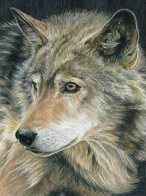 Royal-Brush Curious Eyes (Wolf)(8.75x11.75) Pencil By Number Kit #94358