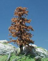 Timberline Late Autumn Deciduous Tree 2'' to 4'' Model Railroad Tree #207 Timberline Late Autumn Deciduous Tree 2'' to 4'' Model Railroad Tree #207