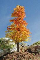 Timberline Harvest Dawn Deciduous Tree 3'' to 5'' Model Railroad Tree #217 Timberline Harvest Dawn Deciduous Tree 3'' to 5'' Model Railroad Tree #217