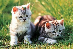 Tomax 1000pc Loveable Kittens