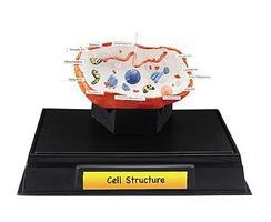 Cell Structure Clssrm Pk