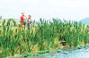 Cattails & Bulrushs (120) Cattails & Bulrushs (120)