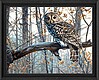 Wise Owl Wise Owl