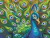 Wild Feathers Wild Feathers