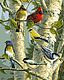 Song Bird Favorites Song Bird Favorites