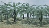Banana Trees 1-1/2''-2-1/2'' (15) Banana Trees 1-1/2''-2-1/2'' (15)