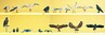 Pigeons, Seagulls, Crows & Birds Of Prey (22) Pigeons, Seagulls, Crows & Birds Of Prey (22)