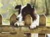 Peeking Pooch 1000pcs