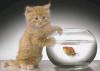 Ravensburger Pawing For Gold 1000pcs