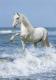 Ravensburger Horse In The Surf 1000pcs
