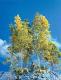SuperTree(TM) Value Pack SuperTree(TM) Value Pack