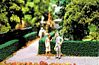 Ornamental Hedges & Shrubbery - Boxwood Hedges (green) Ornamental Hedges & Shrubbery - Boxwood Hedges (green)
