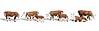 Hereford Cows Hereford Cows