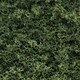 Foliage Foliage