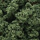 Bushes Clump Foliage Bushes Clump Foliage
