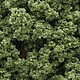 Clump Foliage Clump Foliage