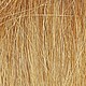 Field Grass Field Grass