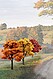 Ready Made Trees Value Pack Ready Made Trees Value Pack