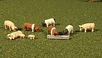 HO Pigs (9)