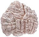 Dolomite/Sandstone Rock Casting Section (Foam) Model Railroad Scenery Accessory #171806