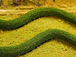 Premium Decorative Hedges (2) Model Railroad Nature Scenery #181234