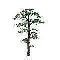Scots Pine Trees Z Scale Model Railroad Tree #94433