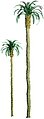 Palm Trees O Scale Model Railroad Tree #96009