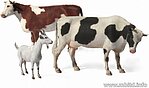 Domestic Animals (2 Cows & 1 Goat) Plastic Model Animal Figure 1/35 Scale #3566