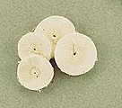 Muslin Buff Assortment (4pc) (D)