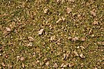 Alpine Meadow Blend Scatter Grass (100g Plastic Tub) Model Railroad Scenery #7079