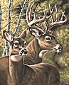 Deer Pair (20